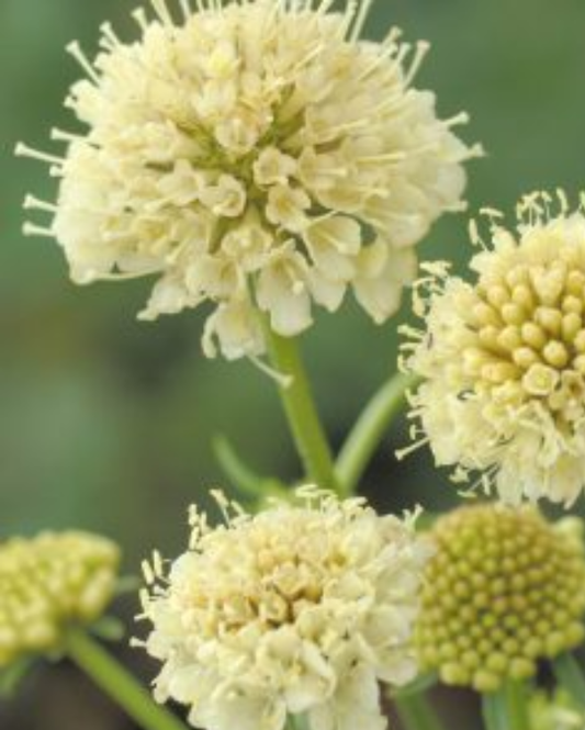 Scabiosa Fata Morgana