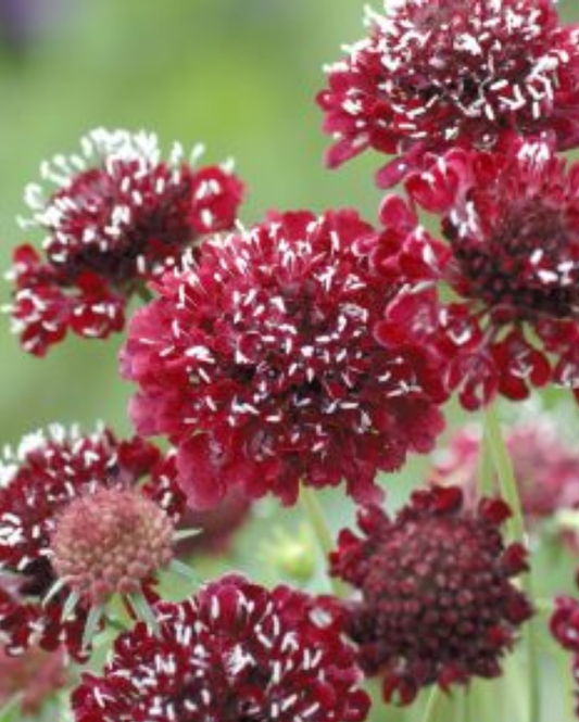 Scabiosa Fire King