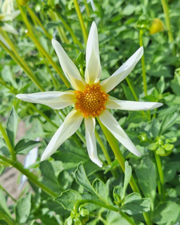 Dahlia Peach Collection