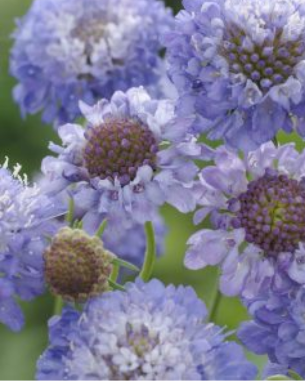 Scabiosa Oxford Blue