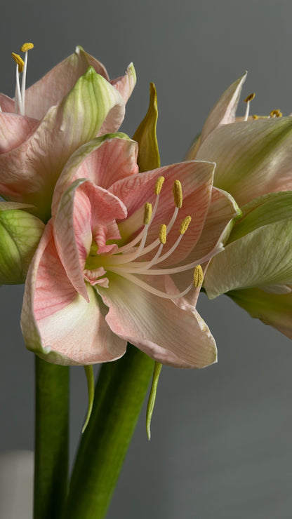 Amaryllisløg Apple Blossom