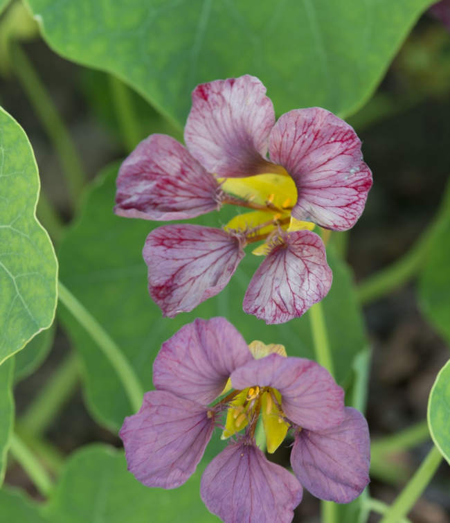 Spraglede buketter i haven - mørk